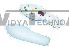 The model of paramecium